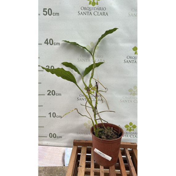 Coelogyne Prasina - AD