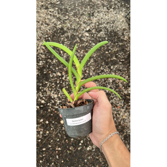 Maxillaria Equitans - AD
