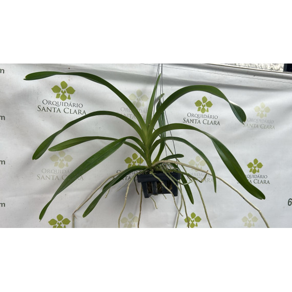 Vanda Merrillii Spots - AD