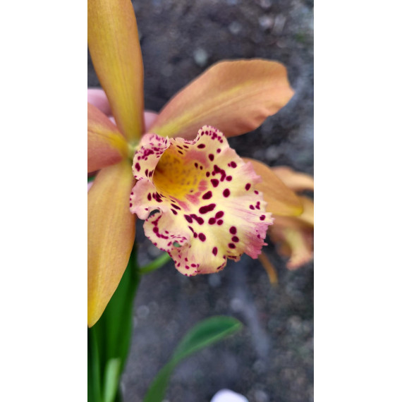 Bc. Cooper Queen - Espata