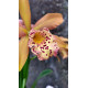 Bc. Cooper Queen - Espata