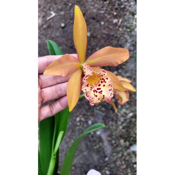 Bc. Cooper Queen - Espata