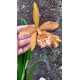 Bc. Cooper Queen - Espata
