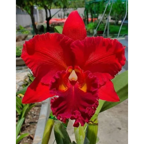 Rlc. Nakornchaisri Red Papaya  - AD