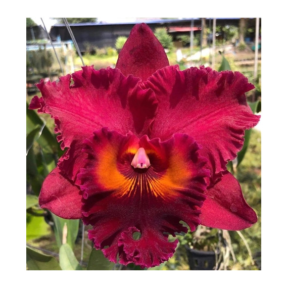 Rlc. Subprasert Black Pearl  - AD