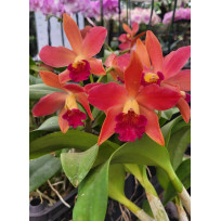 Blc. Nobiles Honey - AD