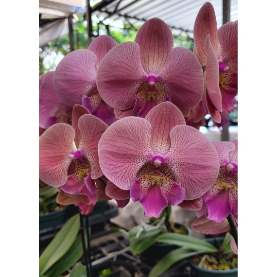 Phalaenopsis Golden Cheese - Haste Floral
