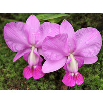 Cattleya Walkeriana no Cachepô de Madeira - AD