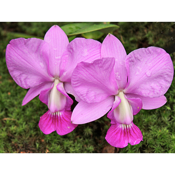 Cattleya Walkeriana no Cachepô de Madeira - AD