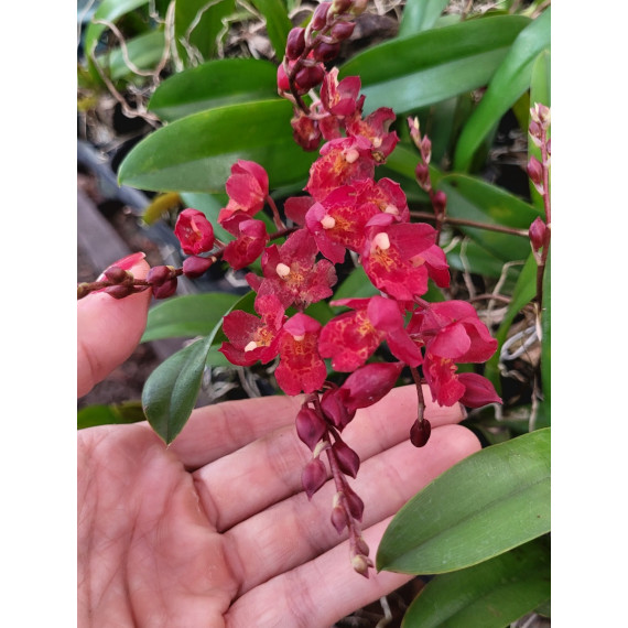 Howeara Lava Burst -( NA PLACA)