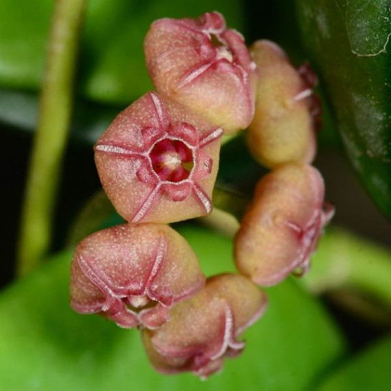 Flor de Cera (Hoya Heushkeliana) 30 cm