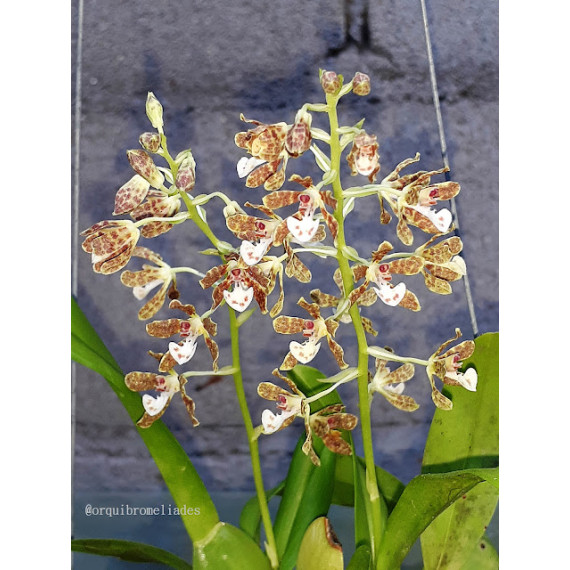 Solenidium Mato-grossense - T3