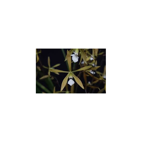 Encyclia Linearifoides - NBS