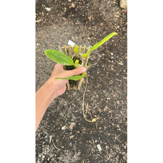 Bulbophyllum Louis Sander - AD
