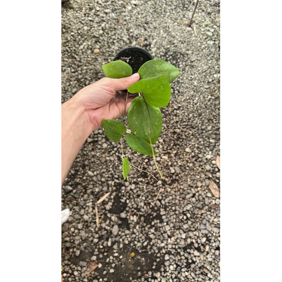 Flor de Cera Hoya Balaensis - 20 cm