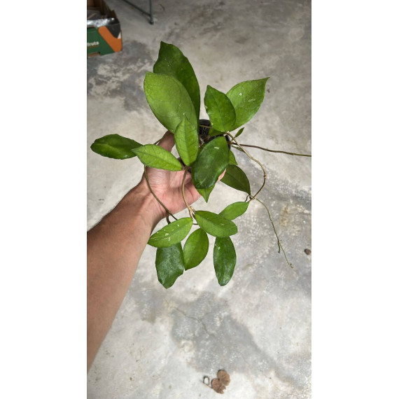 Flor de Cera Hoya Finlaysonii (30 cm)