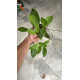 Flor de Cera Hoya Finlaysonii (30 cm)