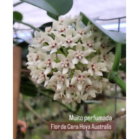 Flor de cera Hoya Australis Perfumada cm