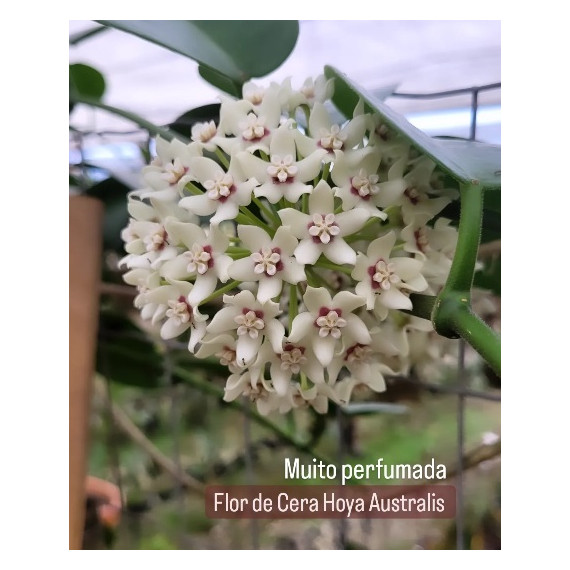Flor de cera Hoya Australis Perfumada cm