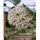 Flor de cera Hoya Australis Perfumada cm