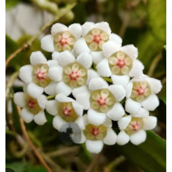 Flor de Cera (Hoya Retundifolia) 30 cm