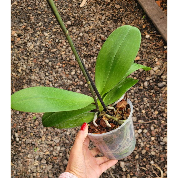 Phalaenopsis Horizon - AD