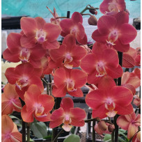Phalaenopsis Horizon - AD