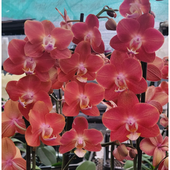 Phalaenopsis Horizon - COM 2 HASTES FLORAIS