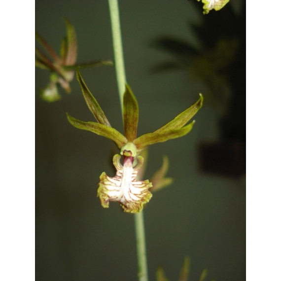 Eulophia Andamanensis - AD