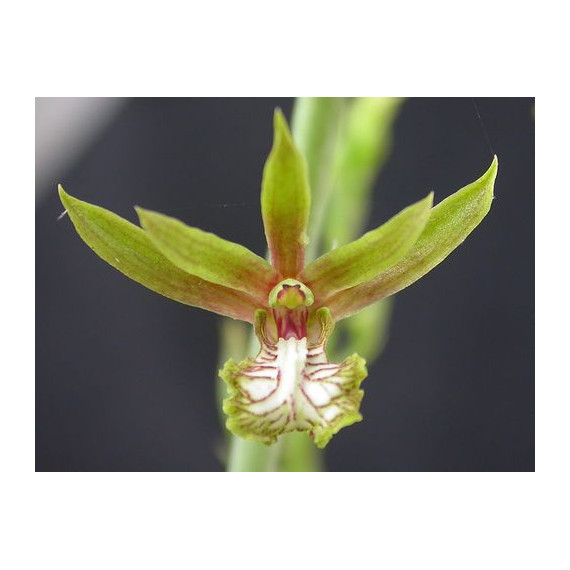 Eulophia Andamanensis - AD