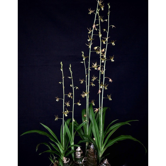 Eulophia Andamanensis - AD