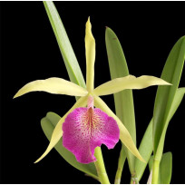 Bc. Saint Andres - AD