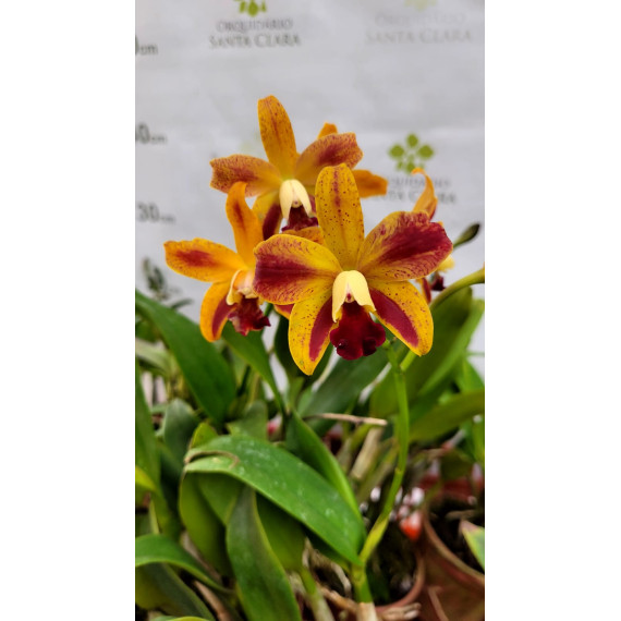 Blc. Nobiles Pop - AD