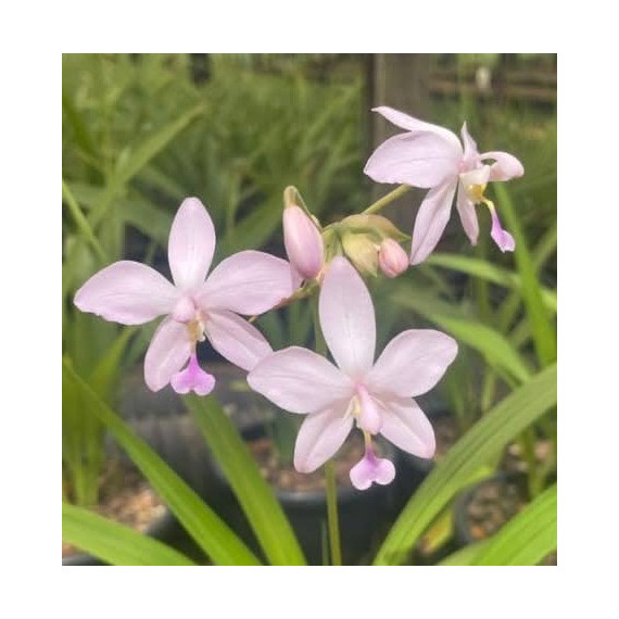 Spathoglottis Plicata Lilás - Ad