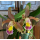Cattleya Harem Girl (NO CACHEPÔ)
