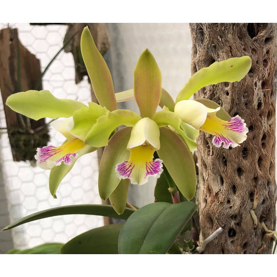 Cattleya Harem Girl (NO CACHEPÔ)