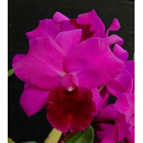 Lc. Molly Tyler x B. Moonlight Perfume -  AD