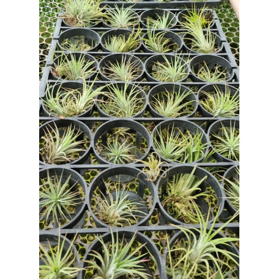 Tilandsia Ionanta Fuego + Suporte de arame