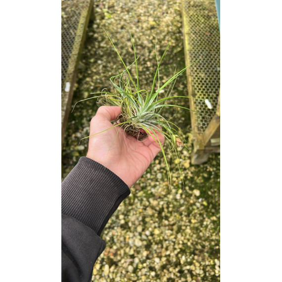 Tilandsia Stricta