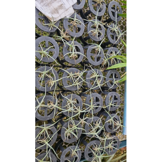 Tilandsia Duratii - mudinha