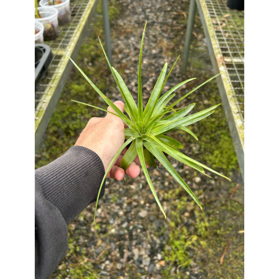 Tilandsia Gardnerii (prata) + Suporte