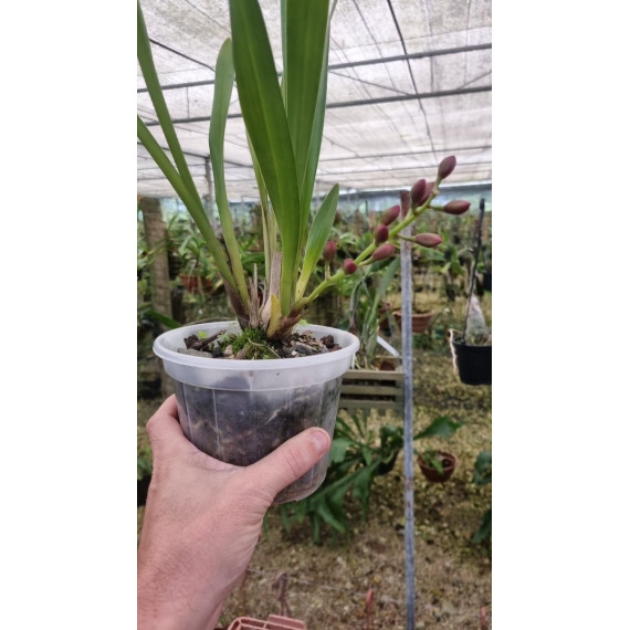 Cymbidium Dorothy (Em Primeira florada)