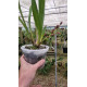 Cymbidium Dorothy (Em Primeira florada)