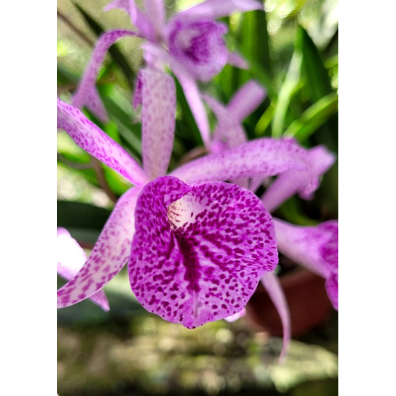 Bc. Maikai Louise (No cestinho)