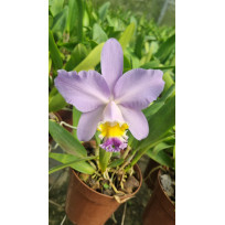 Cattleya Kautskyi Coerulea- AD