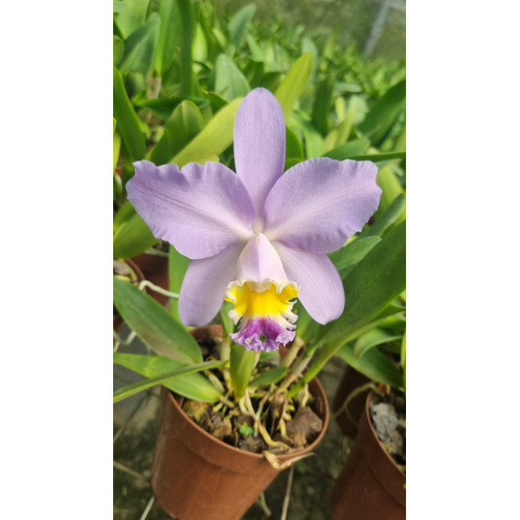 Cattleya Kautskyi Coerulea x Self - AD