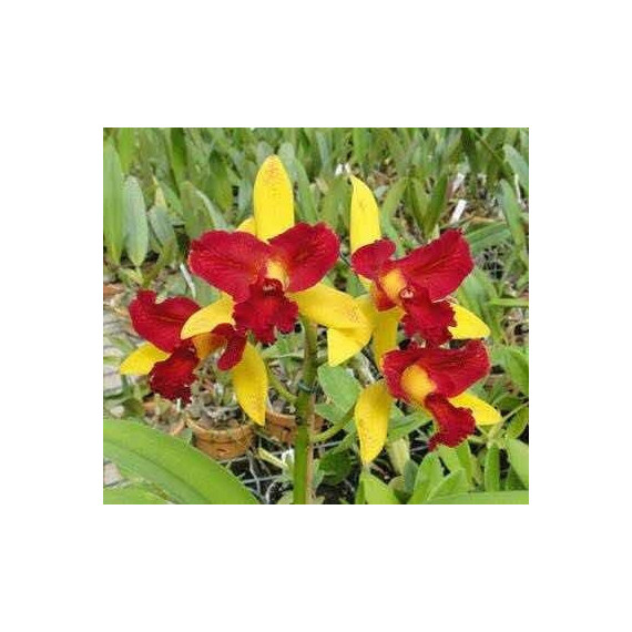 Cattleya Confetti - NBS