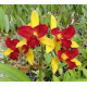 Cattleya Confetti - NBS