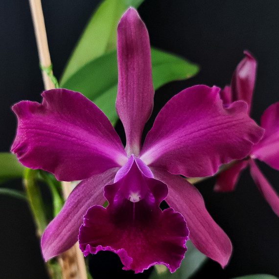 Cattlianthe Color Dancer Chocolate -  AD