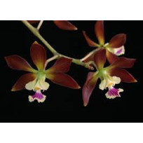 Encyclia Guatemalensis - T3